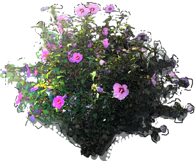 Rose of Sharon